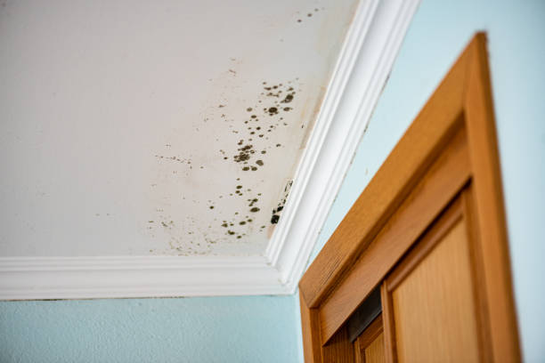 Best Bathroom Mold Remediation in Bladenboro, NC