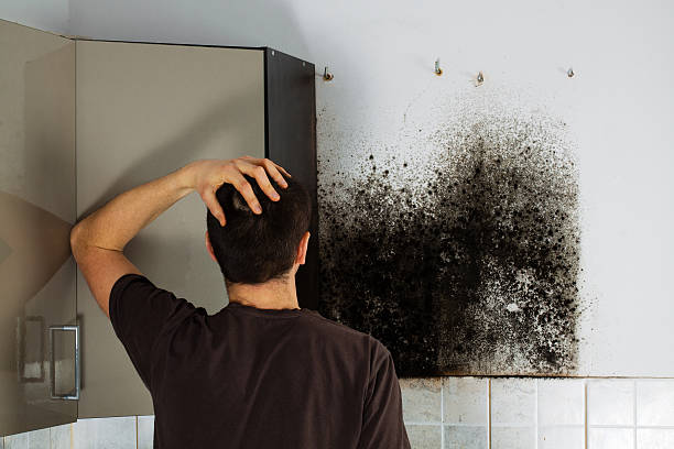 Insurance-Related Mold Remediation