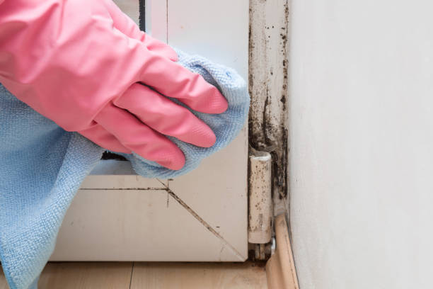 DIY Mold Remediation Support Services